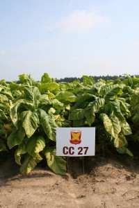 CC27 tobacco seed